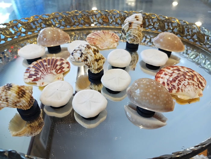 Genuine Seashell Magnets –  Coastal Refrigerator Decor
