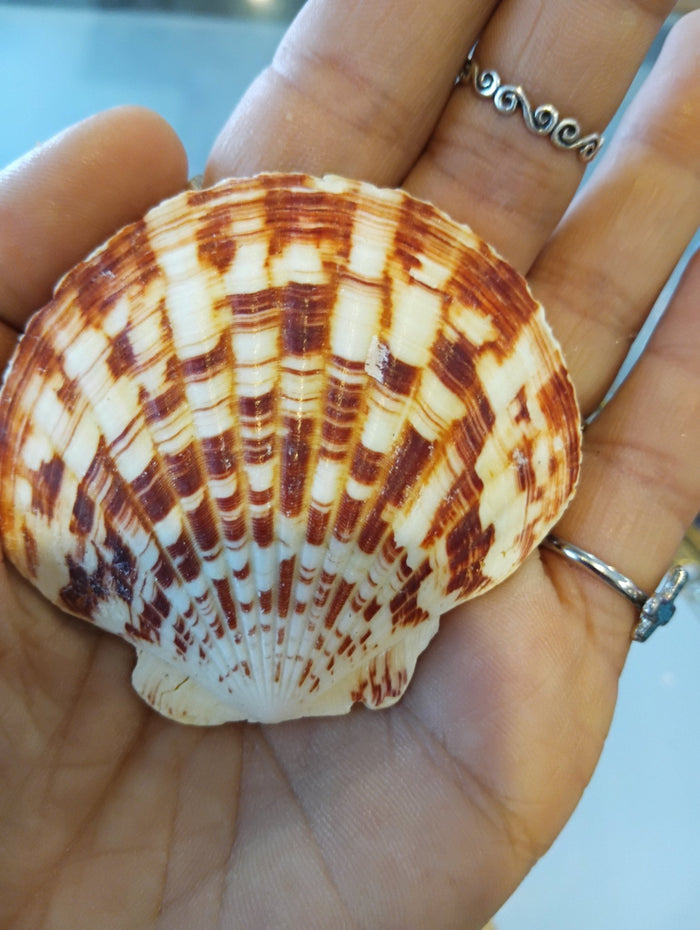 Genuine Seashell Magnets –  Coastal Refrigerator Decor