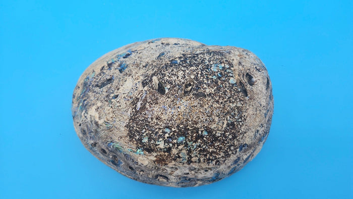 Green Abalone Shell with Pearl – 8" Coastal Display Décor Haliotis fulgens