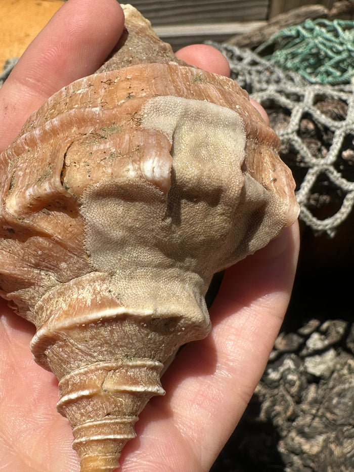 Growth Series Ezo Neptune - Neptunea polycostata with Documentation & Operculum