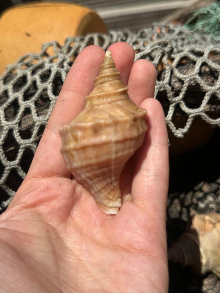 Growth Series Ezo Neptune - Neptunea polycostata with Documentation & Operculum