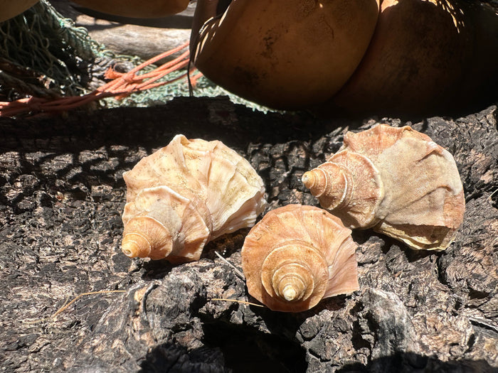 Growth Series Ezo Neptune - Neptunea polycostata with Documentation & Operculum