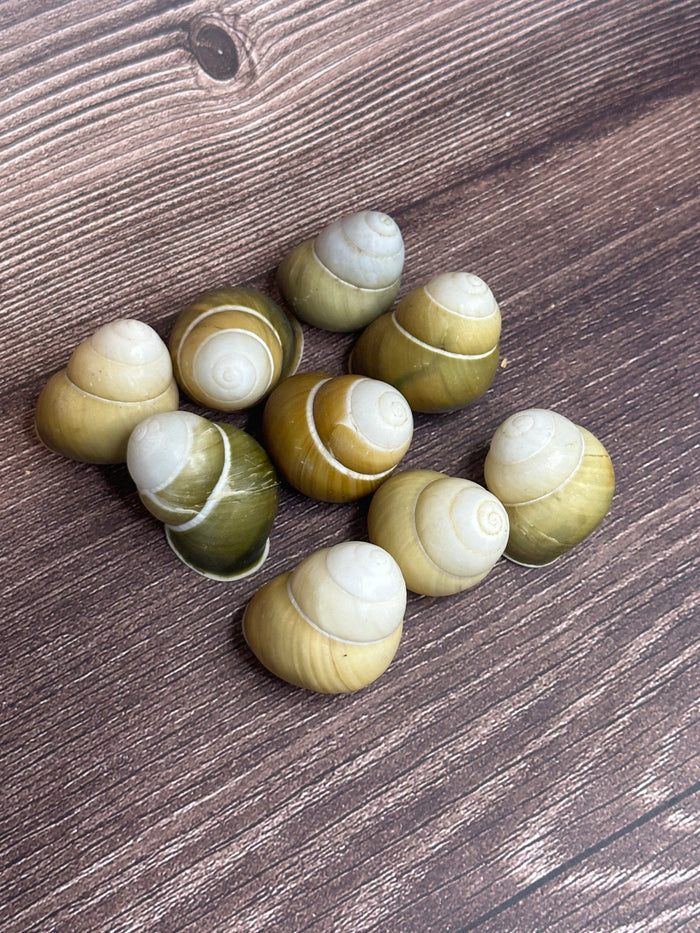 Helicostyla jonasi Land Snail Shell