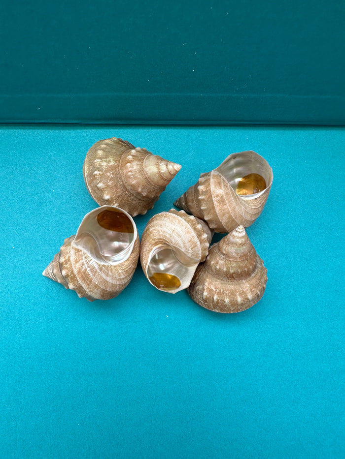 Hirase-gin-ebisu Top Shell- Bathybembix argenteonitens hirasei with Documentation