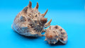 Imperial Volute Shell Duo Set – Cymbiola imperialis- Large & Small Matching Pair with Brown Zigzag Patterns