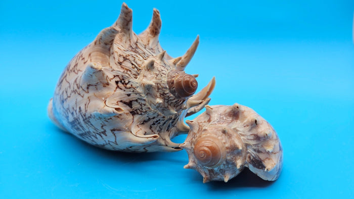 Imperial Volute Shell Duo Set – Cymbiola imperialis- Large & Small Matching Pair with Brown Zigzag Patterns
