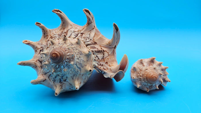 Imperial Volute Shell Duo Set – Cymbiola imperialis- Large & Small Matching Pair with Brown Zigzag Patterns
