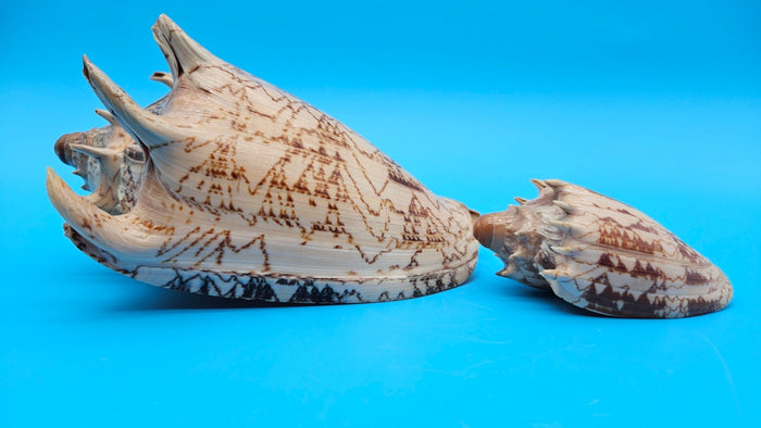 Imperial Volute Shell Duo Set – Cymbiola imperialis- Large & Small Matching Pair with Brown Zigzag Patterns