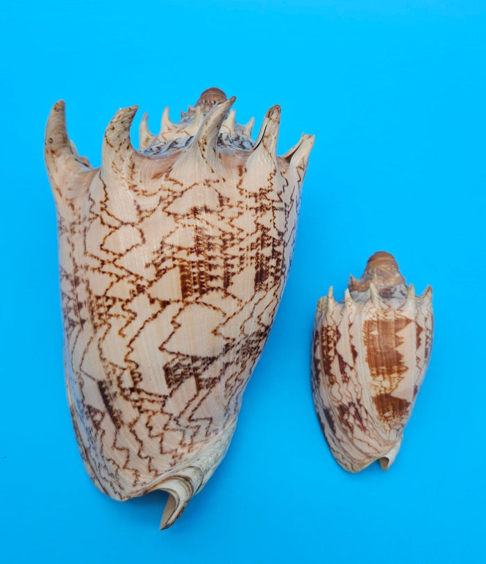 Imperial Volute Shell Duo Set – Cymbiola imperialis- Large & Small Matching Pair with Brown Zigzag Patterns