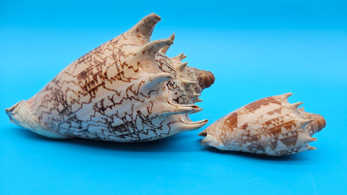 Imperial Volute Shell Duo Set – Cymbiola imperialis- Large & Small Matching Pair with Brown Zigzag Patterns