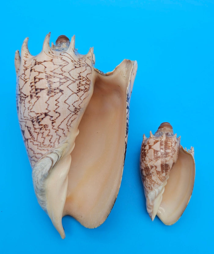 Imperial Volute Shell Duo Set – Cymbiola imperialis- Large & Small Matching Pair with Brown Zigzag Patterns