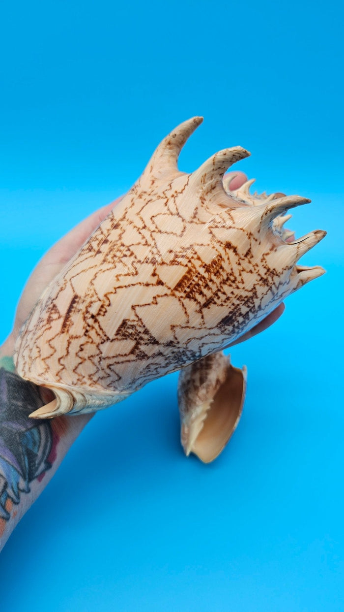 Imperial Volute Shell Duo Set – Cymbiola imperialis- Large & Small Matching Pair with Brown Zigzag Patterns