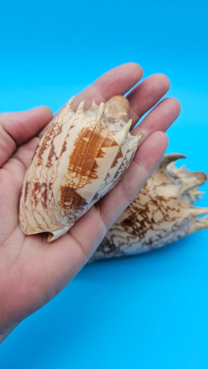 Imperial Volute Shell Duo Set – Cymbiola imperialis- Large & Small Matching Pair with Brown Zigzag Patterns