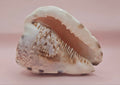 King Helmet Cassis flammea 4.5"
