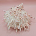 Large Hinged Spondylus Shell – 5" Blush Pink Spiny Ocean Display Spiny Thorny Oyster