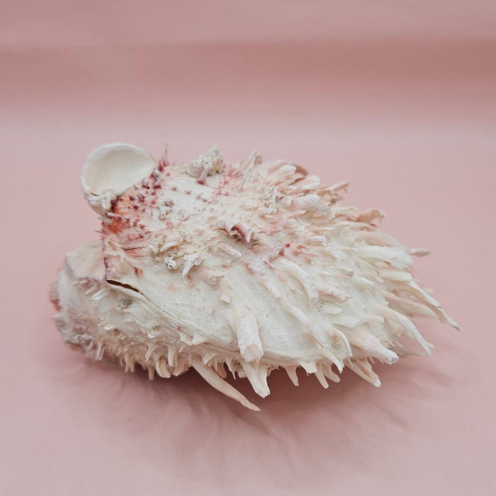 Large Hinged Spondylus Shell – 5" Blush Pink Spiny Ocean Display Spiny Thorny Oyster
