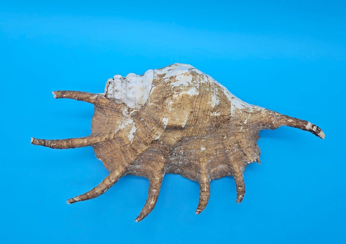 Large Perio Lambis Truncata Display Shell – Premium Coastal Home Decor Specimen (Lambis truncata)