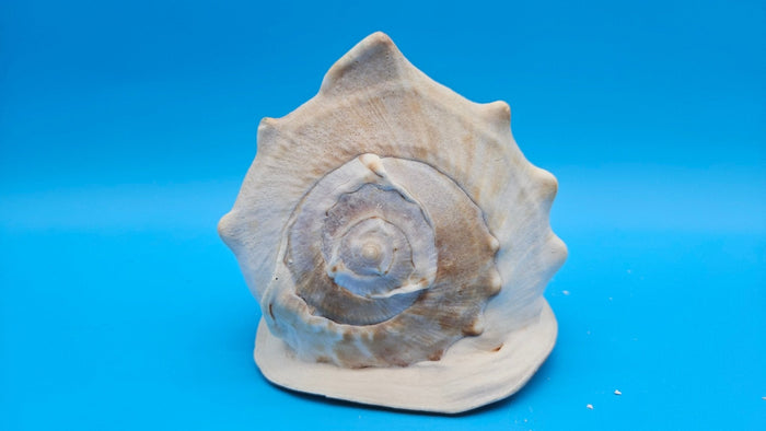 Large Queen Helmet Shell Cassis madagascariensis  – 7.1"