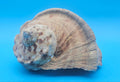 Large Raw Marmoratus Turban Shell Display - Premium Coastal Home Decor Specimen 6"