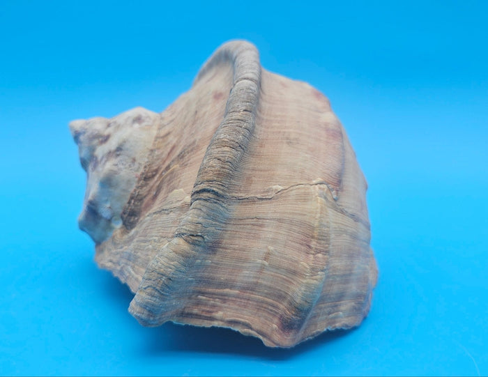 Large Raw Marmoratus Turban Shell Display - Premium Coastal Home Decor Specimen 6"