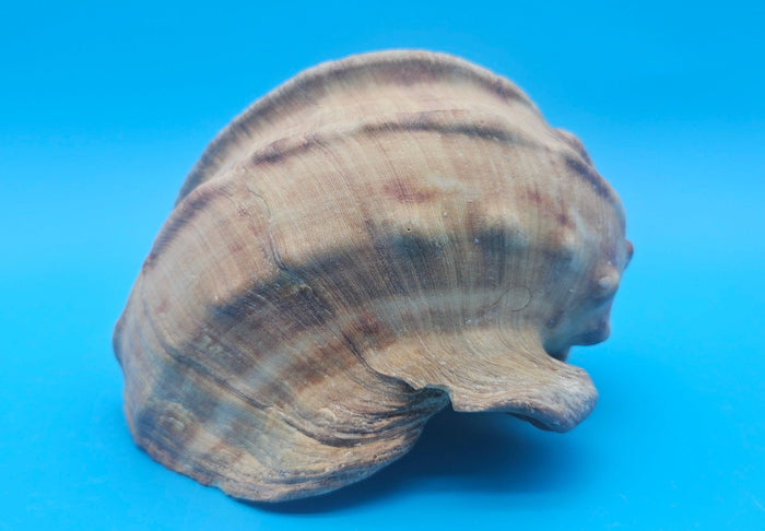 Large Raw Marmoratus Turban Shell Display - Premium Coastal Home Decor Specimen 6"