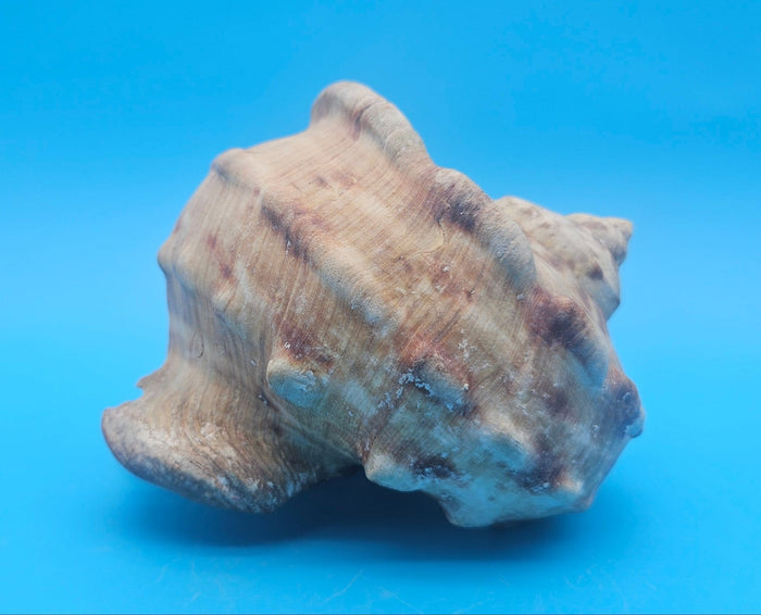 Large Raw Marmoratus Turban Shell Display - Premium Coastal Home Decor Specimen 6"