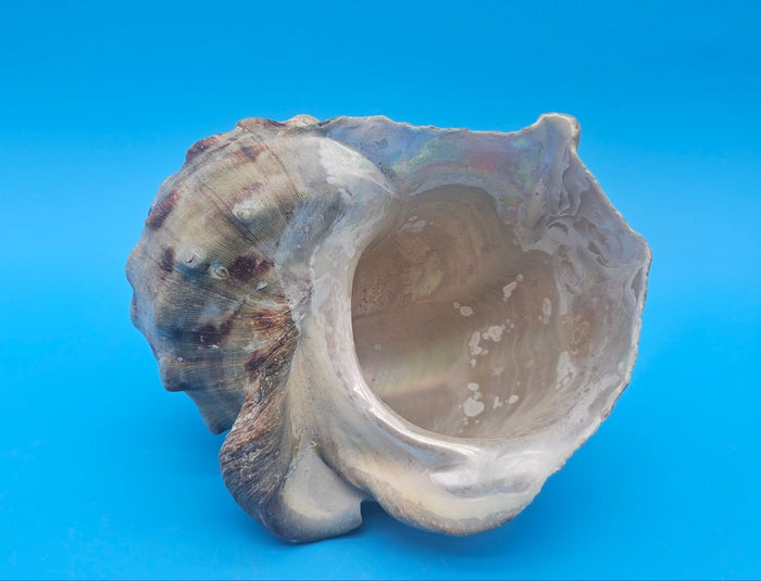 Large Raw Marmoratus Turban Shell Display - Premium Coastal Home Decor Specimen 6"