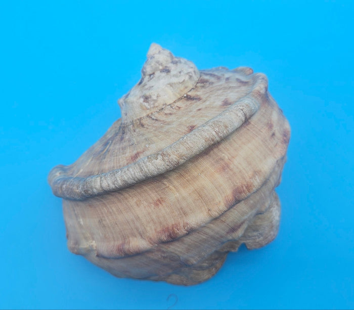 Large Raw Marmoratus Turban Shell Display - Premium Coastal Home Decor Specimen 6"