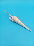 Large Shinbone Tibia Shell Display – Coastal Home Decor Specimen (Tibia fusus) 9"