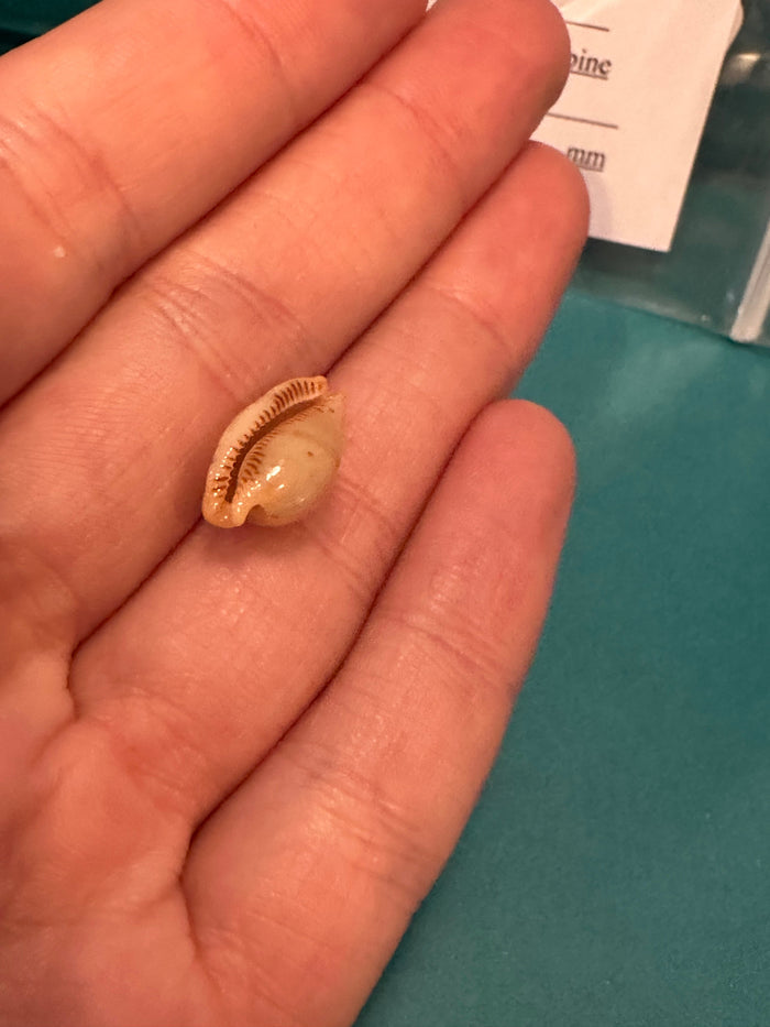 Martin's Cowrie - Cypraea martini with Documentation