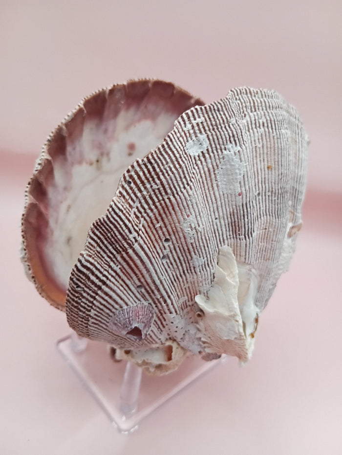 Natural Lion's Paw Seashell Pair – 5" x 5.1" – Coastal Display