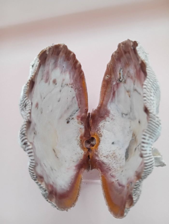 Natural Lion's Paw Seashell Pair – 5" x 5.1" – Coastal Display