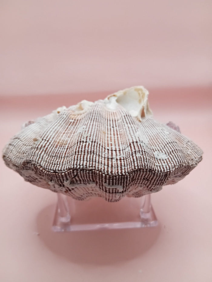 Natural Lion's Paw Seashell Pair – 5" x 5.1" – Coastal Display