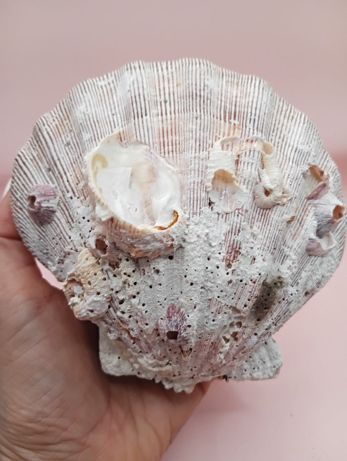 Natural Lion's Paw Seashell Pair – 5" x 5.1" – Coastal Display