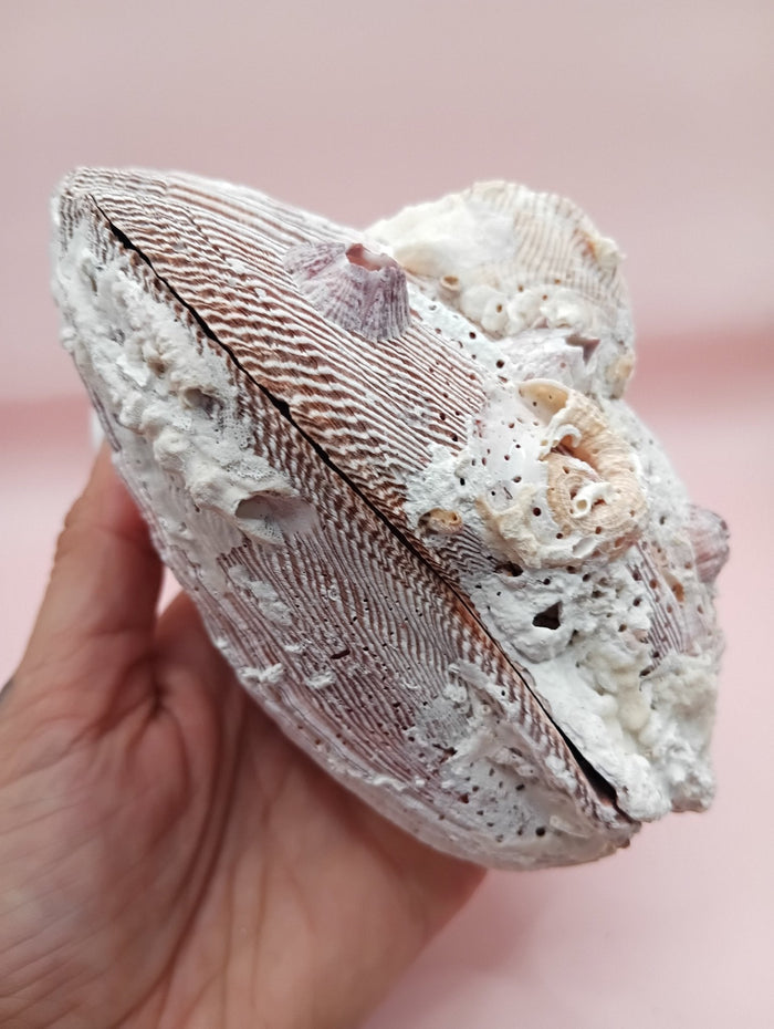 Natural Lion's Paw Seashell Pair – 5" x 5.1" – Coastal Display