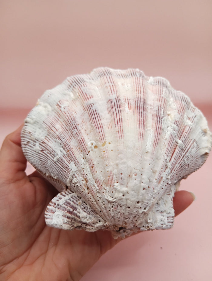 Natural Lion's Paw Seashell Pair – 5" x 5.1" – Coastal Display