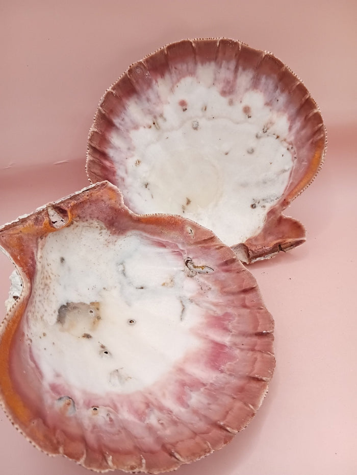 Natural Lion's Paw Seashell Pair – 5" x 5.1" – Coastal Display