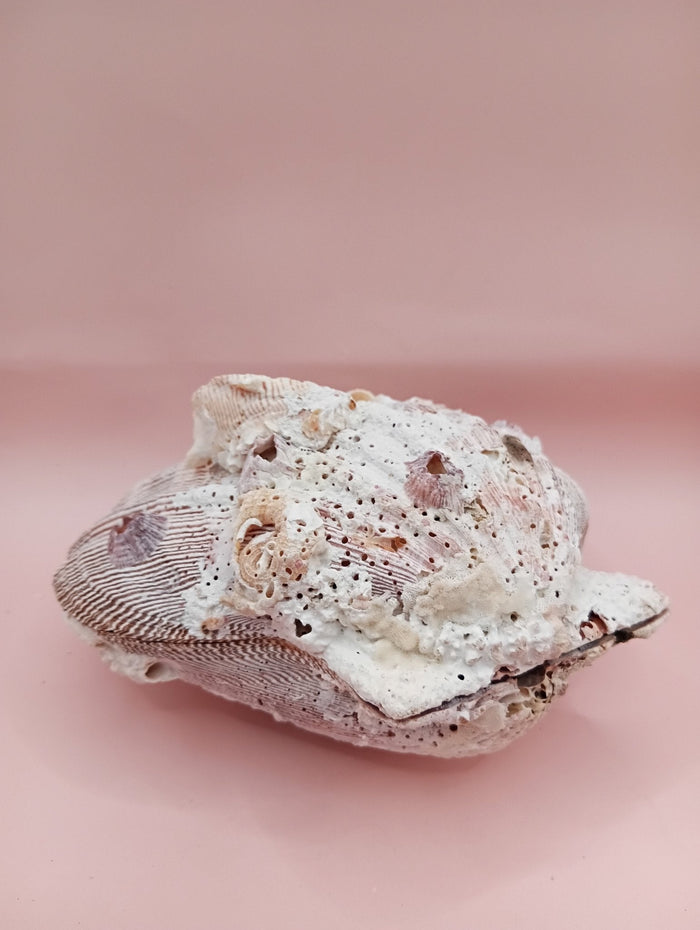 Natural Lion's Paw Seashell Pair – 5" x 5.1" – Coastal Display