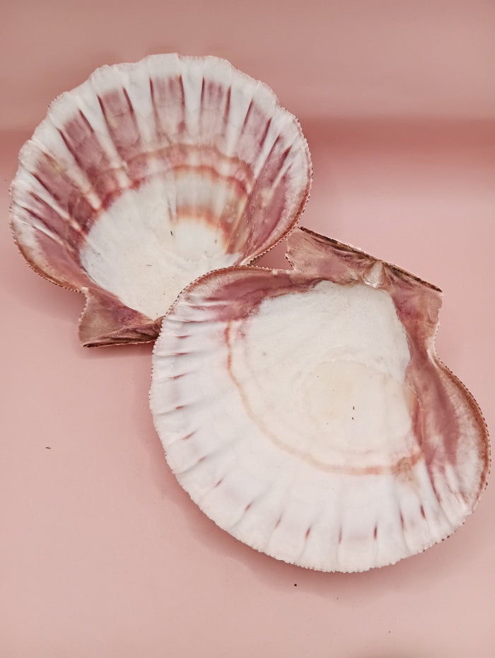 Natural Lion's Paw Seashell Pair – 5" x 5.3" – Coastal Display Accent