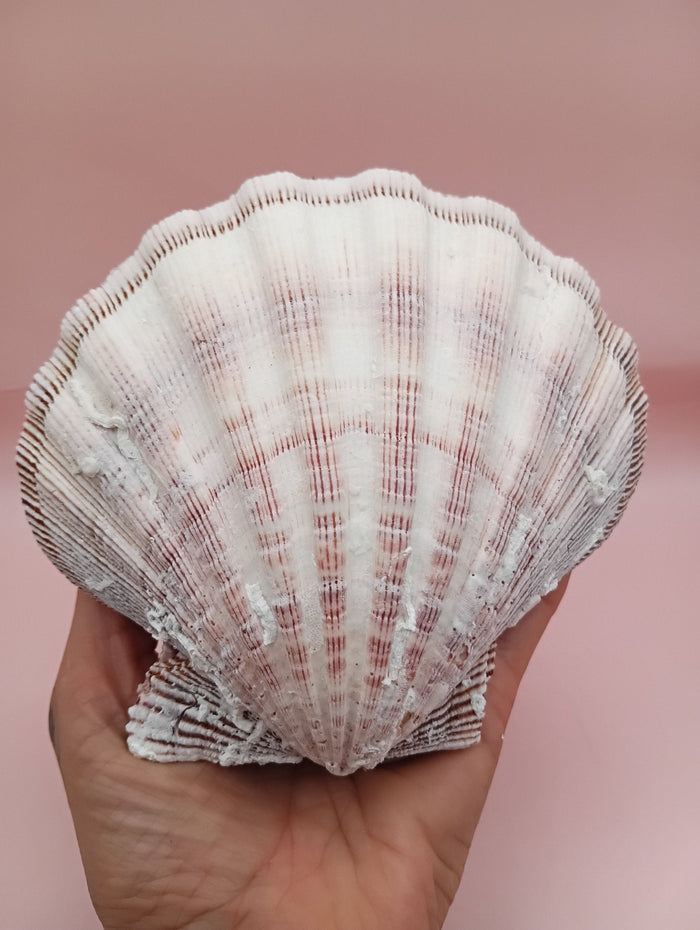 Natural Lion's Paw Seashell Pair – 5" x 5.3" – Coastal Display Accent