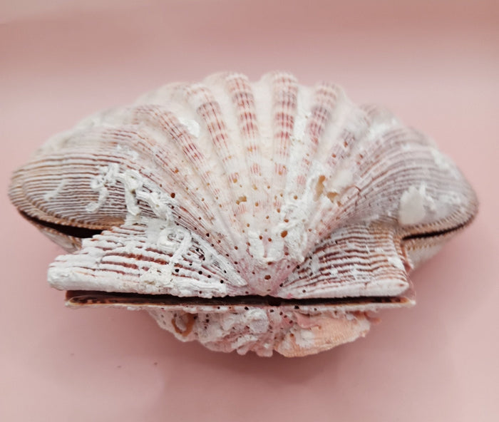 Natural Lion's Paw Seashell Pair – 5" x 5.3" – Coastal Display Accent