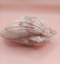 Natural Lion's Paw Seashell Pair – 5.5" x 5.0" – Coastal Display Accent
