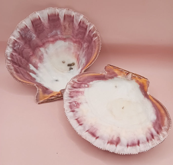 Natural Lion's Paw Seashell Pair – 5.5" x 5.0" – Coastal Display Accent
