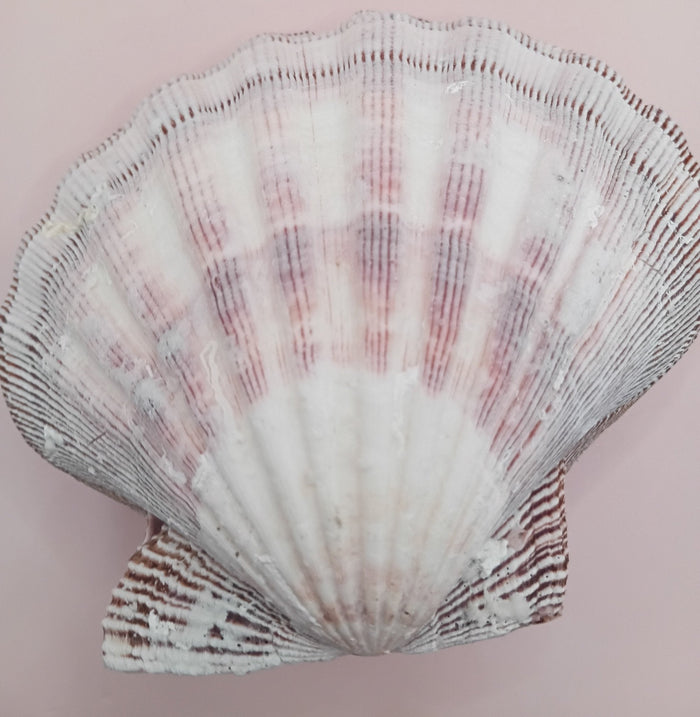 Natural Lion's Paw Seashell Pair – 5.5" x 5.0" – Coastal Display Accent