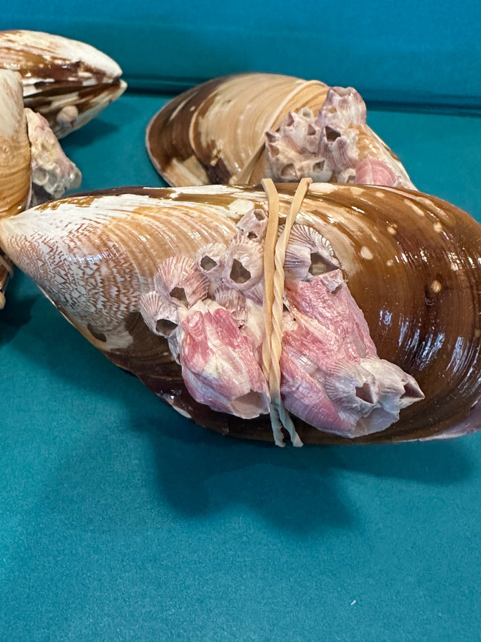 Natural Mussel Shell Pairs with Barnacles