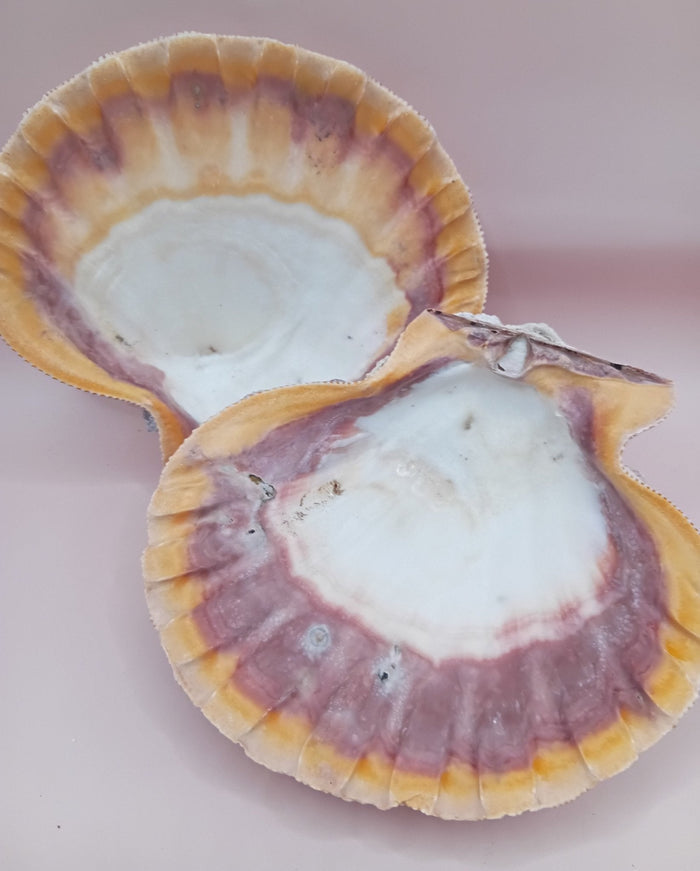 Natural Orange Lion's Paw Seashell Pair – 5.1" x 4.9" – Coastal Display Accent