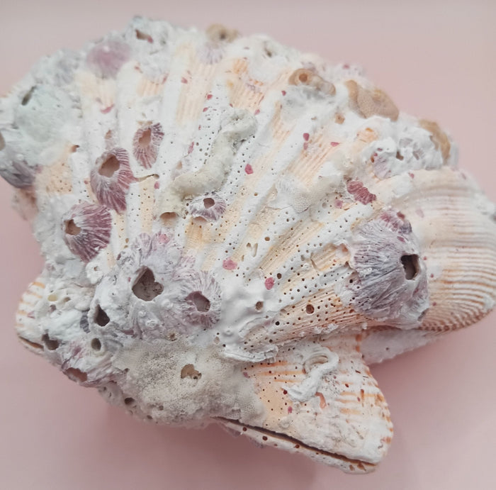 Natural Orange Lion's Paw Seashell Pair – 5.1" x 4.9" – Coastal Display Accent