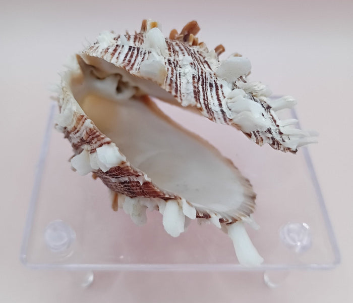 Natural Spondylus Shell – 2.8" x 2.2" – Spiny Display Shell