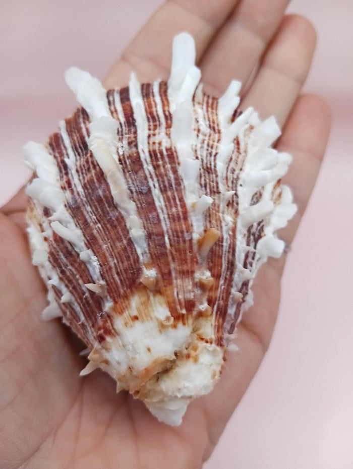 Natural Spondylus Shell – 2.8" x 2.2" – Spiny Display Shell