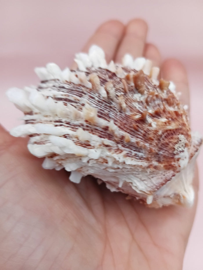 Natural Spondylus Shell – 2.8" x 2.2" – Spiny Display Shell